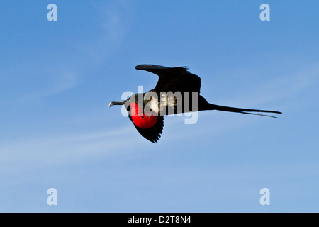 Erwachsene männliche herrlichen Fregattvogels (Fregata magnificens), Las Bachas, Santa Cruz Island, Galapagos-Inseln, Ecuador Stockfoto