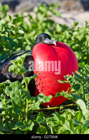 Erwachsene männliche herrlichen Fregattvogels (Fregata magnificens), Las Bachas, Santa Cruz Island, Galapagos-Inseln, Ecuador Stockfoto