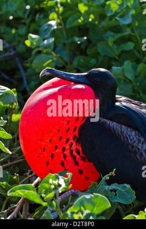 Erwachsene männliche herrlichen Fregattvogels (Fregata magnificens), Las Bachas, Santa Cruz Island, Galapagos-Inseln, Ecuador Stockfoto