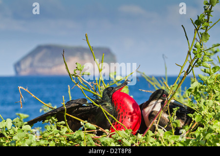Erwachsene männliche herrlichen Fregattvogels (Fregata magnificens), North Seymour Island, Galapagos-Inseln, Ecuador Stockfoto