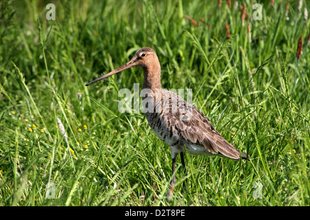 Uferschnepfe (Limosa Limosa) auf Nahrungssuche auf einer Wiese Stockfoto