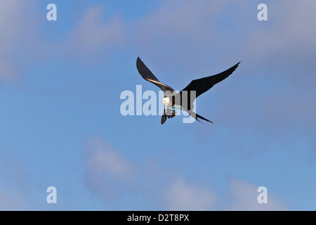 Juvenile Fregattvogels Angriff auf eine Elliot Sturmvogel, Punta Pitt, San Cristobal Insel, Galapagos-Inseln, Ecuador Stockfoto