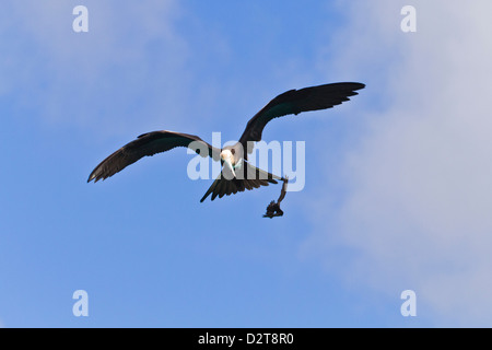 Juvenile Fregattvogels Angriff auf eine Elliot Sturmvogel, Punta Pitt, San Cristobal Insel, Galapagos-Inseln, Ecuador Stockfoto