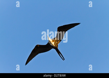 Herrliche Fregattvogels (Fregata magnificens), Punta Pitt, San Cristobal Insel, Galapagos-Inseln, Ecuador, Südamerika Stockfoto