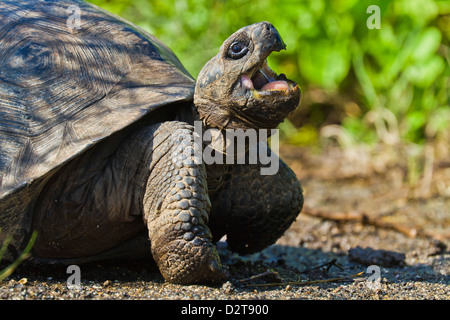 Wilde Galapagos Schildkröte (Geochelone Elephantopus), Urbina Bay, Insel Isabela, Galapagos-Inseln, Ecuador Stockfoto