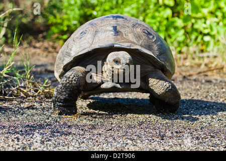 Wilde Galapagos Schildkröte (Geochelone Elephantopus), Urbina Bay, Insel Isabela, Galapagos-Inseln, Ecuador Stockfoto