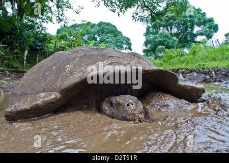 Wilde Galapagos Schildkröte (Geochelone Elephantopus), Santa Cruz Island, Galapagos-Inseln, Ecuador Stockfoto