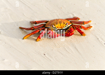 Sally lightfoot Krabben (Grapsus Grapsus), Las Bachas, Santa Cruz Island, Galapagos-Inseln, Ecuador, Südamerika Stockfoto