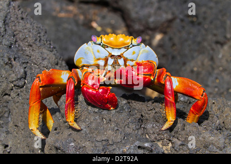 Sally lightfoot Krabben (Grapsus Grapsus), Cerro Dragon, Santa Cruz Island, Galapagos-Inseln, Ecuador, Südamerika Stockfoto