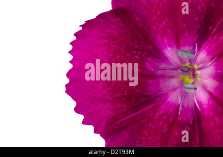 Teil lila Diathus Blüte, Isolated on White Background Stockfoto