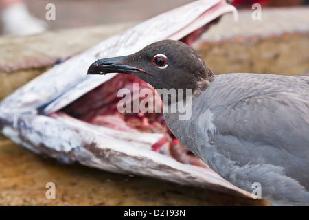 Lava-Möwe (Leucophaeus Fuliginosus), Puerto Ayora, Santa Cruz Island, Galapagos-Inseln, Ecuador, Südamerika Stockfoto