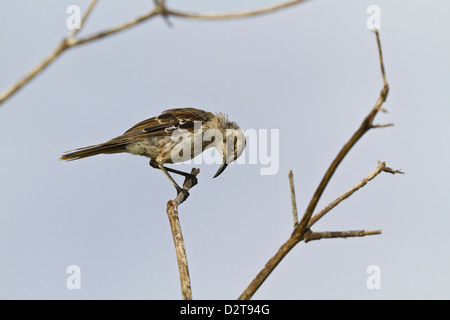 Erwachsenen San Cristobal Mockingbird, Cerro Bruja, San Cristobal Insel, Galapagos-Inseln, Ecuador Stockfoto