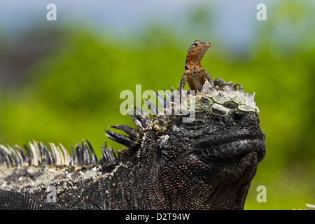 Lava-Eidechse auf marine Iguana, Las Bachas, Santa Cruz Island, Galapagos-Inseln, Ecuador Stockfoto