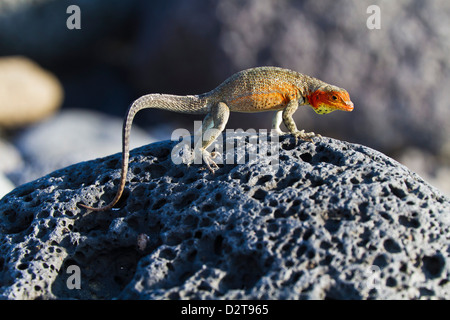 Weibliche Lava Eidechse (Microlophus Spp), Las Bachas, Santa Cruz Island, Galapagos-Inseln, Ecuador, Südamerika Stockfoto