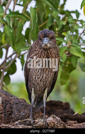 Juvenile Gelb-gekrönter Nachtreiher (Nyctanassa Violacea), Genovesa Island, Galapagos-Inseln, Ecuador, Südamerika Stockfoto