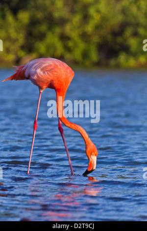 Rosaflamingo (Phoenicopterus Ruber), Las Bachas, Santa Cruz Island, Galapagos-Inseln, Ecuador, Südamerika Stockfoto