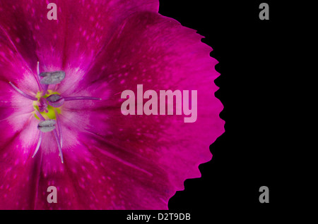 Teil Diathus lila Blüte auf schwarzem Hintergrund isoliert Stockfoto