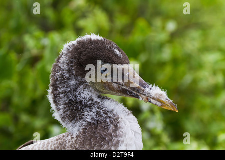 Nazca-Tölpel (Sula Grantii)-Küken, Punta Suarez, Insel Santiago, Galapagos-Inseln, Ecuador, Südamerika Stockfoto