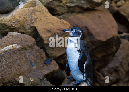 Erwachsenen Galápagos-Pinguin (Spheniscus Mendiculus), Bartolome Insel, Galapagos-Inseln, Ecuador, Südamerika Stockfoto