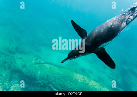 Erwachsenen Galápagos-Pinguin (Spheniscus Mendiculus) Unterwasser, Bartolome Insel, Galapagos-Inseln, Ecuador, Südamerika Stockfoto