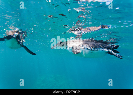Erwachsenen Galápagos-Pinguin (Spheniscus Mendiculus) Unterwasser, Bartolome Insel, Galapagos-Inseln, Ecuador, Südamerika Stockfoto