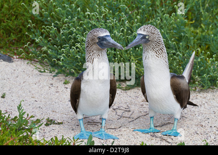 Blau-footed Sprengfallen (Sula Nebouxii) paar, North Seymour Island, Galapagos-Inseln, Ecuador, Südamerika Stockfoto