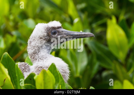 Red-footed Sprengfallen (Sula Sula) Küken, Genovesa Island, Galapagos-Inseln, Ecuador, Südamerika Stockfoto