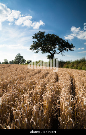 Die Linien des gereiften Weizen führen das Auge zu einer Esche wächst in einer Hecke in der Nähe von Holdenby in Northamptonshire, England Stockfoto