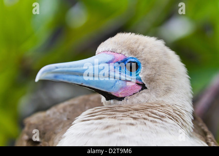 Adult dark Morph Red-footed Sprengfallen (Sula Sula), Genovesa Island, Galapagos-Inseln, Ecuador, Südamerika Stockfoto