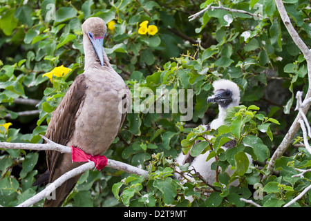 Adult Dark morph Red-footed Sprengfallen (Sula Sula) mit Küken, Genovesa Island, Galapagos-Inseln, Ecuador, Südamerika Stockfoto