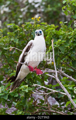 Erwachsenen weißen Morph Red-footed Sprengfallen (Sula Sula), Genovesa Island, Galapagos-Inseln, Ecuador, Südamerika Stockfoto