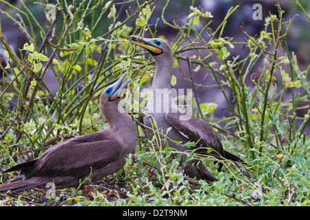 Adult Dark morph Rotfußtölpel (Sula Sula), Genovesa Island, Galapagos-Inseln, Ecuador, Südamerika Stockfoto