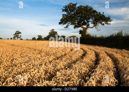 Ein Feld von gereiften Weizen und verwitterten Esche in warmen Morgenlicht in der Nähe des Dorfes Holdenby in Northamptonshire, England Stockfoto