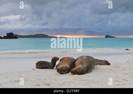 Galapagos-Seelöwen (Zalophus Wollebaeki), Gardner Bay, Espanola Insel, Galapagos-Inseln, Ecuador Stockfoto