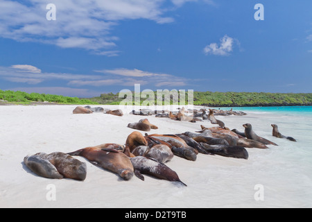 Galapagos-Seelöwen (Zalophus Wollebaeki), Gardner Bay, Espanola Insel, Galapagos-Inseln, Ecuador Stockfoto