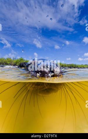 Galapagos-Seelöwe (Zalophus Wollebaeki) Welpen, Gardner Bay, Espanola Insel, Galapagos-Inseln, Ecuador Stockfoto