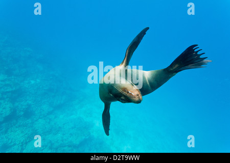 Galapagos-Seelöwe (Zalophus Wollebaeki) Unterwasser, Champion Insel, Galapagos-Inseln, Ecuador, Südamerika Stockfoto