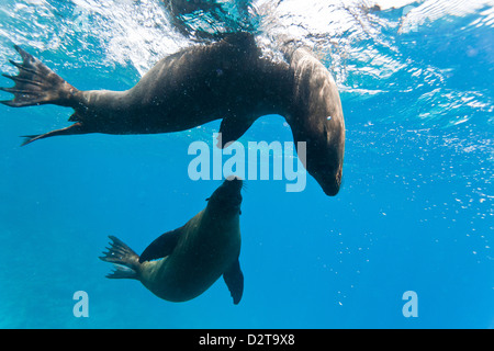 Galapagos-Seelöwen (Zalophus Wollebaeki) Unterwasser, Champion Insel, Galapagos-Inseln, Ecuador, Südamerika Stockfoto