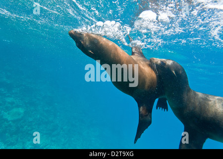 Galapagos-Seelöwen (Zalophus Wollebaeki) Unterwasser, Champion Insel, Galapagos-Inseln, Ecuador, Südamerika Stockfoto