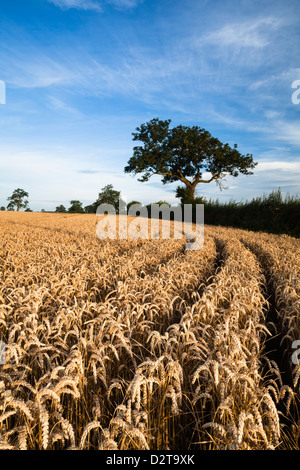 Ein Feld von gereiften Weizen und verwitterten Esche in warmen Morgenlicht in der Nähe des Dorfes Holdenby in Northamptonshire, England Stockfoto