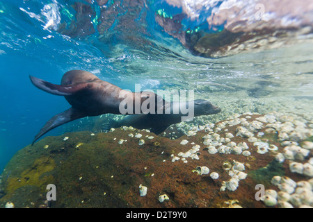 Galapagos-Seelöwen (Zalophus Wollebaeki) Unterwasser, Guy Fawkes Inseln, Galapagos-Inseln, Ecuador, Südamerika Stockfoto