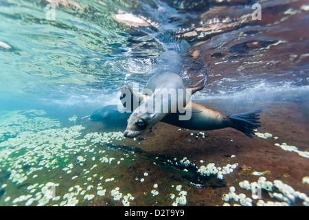 Galapagos-Seelöwen (Zalophus Wollebaeki) Unterwasser, Guy Fawkes Inseln, Galapagos-Inseln, Ecuador, Südamerika Stockfoto