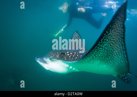 Entdeckt von Adlerrochen (Aetobatus Narinari) Unterwasser, Leon Dormido Insel, Insel San Cristobal, Galapagos-Inseln, Ecuador Stockfoto