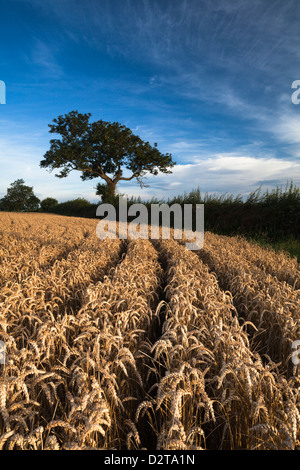 Ein Feld von gereiften Weizen und verwitterten Esche in warmen Morgenlicht in der Nähe des Dorfes Holdenby in Northamptonshire, England Stockfoto