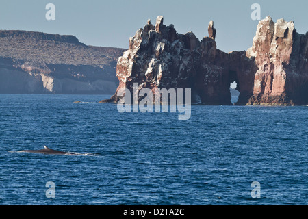 Erwachsenen Finnwal (Balaenoptera Physalus), Los Islotes, Golf von Kalifornien (Sea of Cortez), Baja California Sur, Mexiko Stockfoto