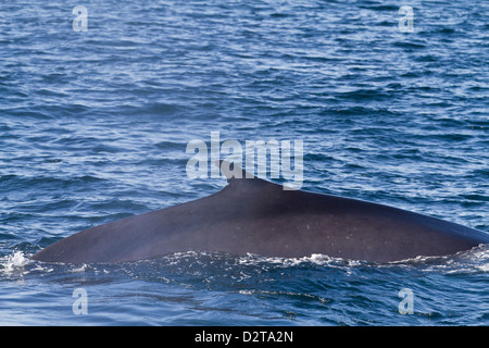 Erwachsenen Finnwal (Balaenoptera Physalus), Golf von Kalifornien (Sea of Cortez), Baja California Sur, Mexiko, Nordamerika Stockfoto