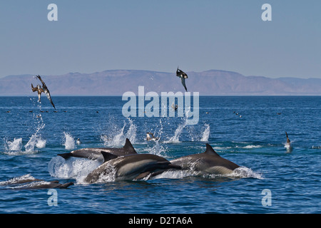 Langem Schnabel gemeine Delfine füttern, Golf von Kalifornien (Sea of Cortez), Baja California, Mexiko Stockfoto