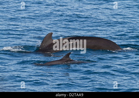 Kurz-finned Pilotwal und Tümmler Delphin, Isla San Pedro Martir, Golf von Kalifornien, Baja California Norte, Mexiko Stockfoto