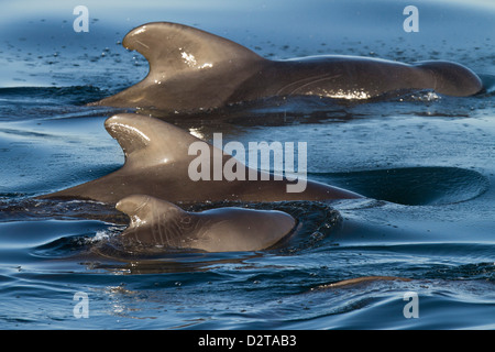 Kurz-finned Pilotwal Kuh und Kalb, Isla San Pedro Martir, Golf von Kalifornien (Sea of Cortez), Baja California Norte, Mexiko Stockfoto