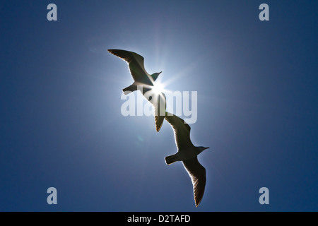 Heermann Möwen (Larus Heermanni), Isla Rasa, Golf von Kalifornien (Sea of Cortez), Mexiko, Nordamerika Stockfoto